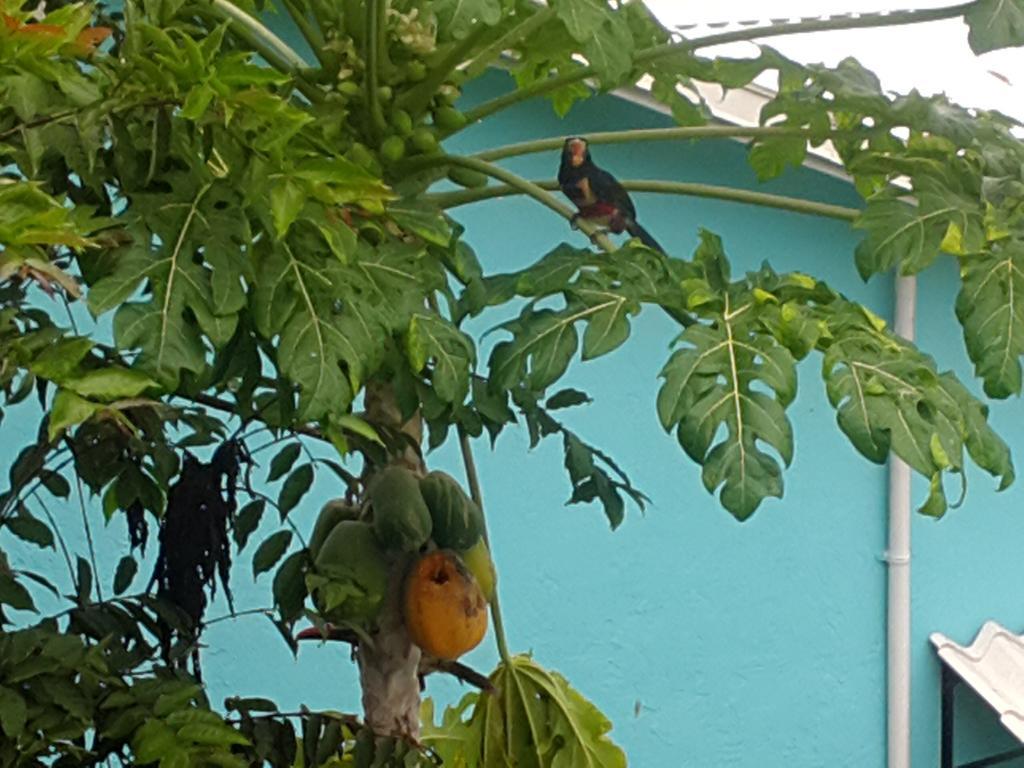 Puerto Jiménez Cabinas Tropicales מראה חיצוני תמונה